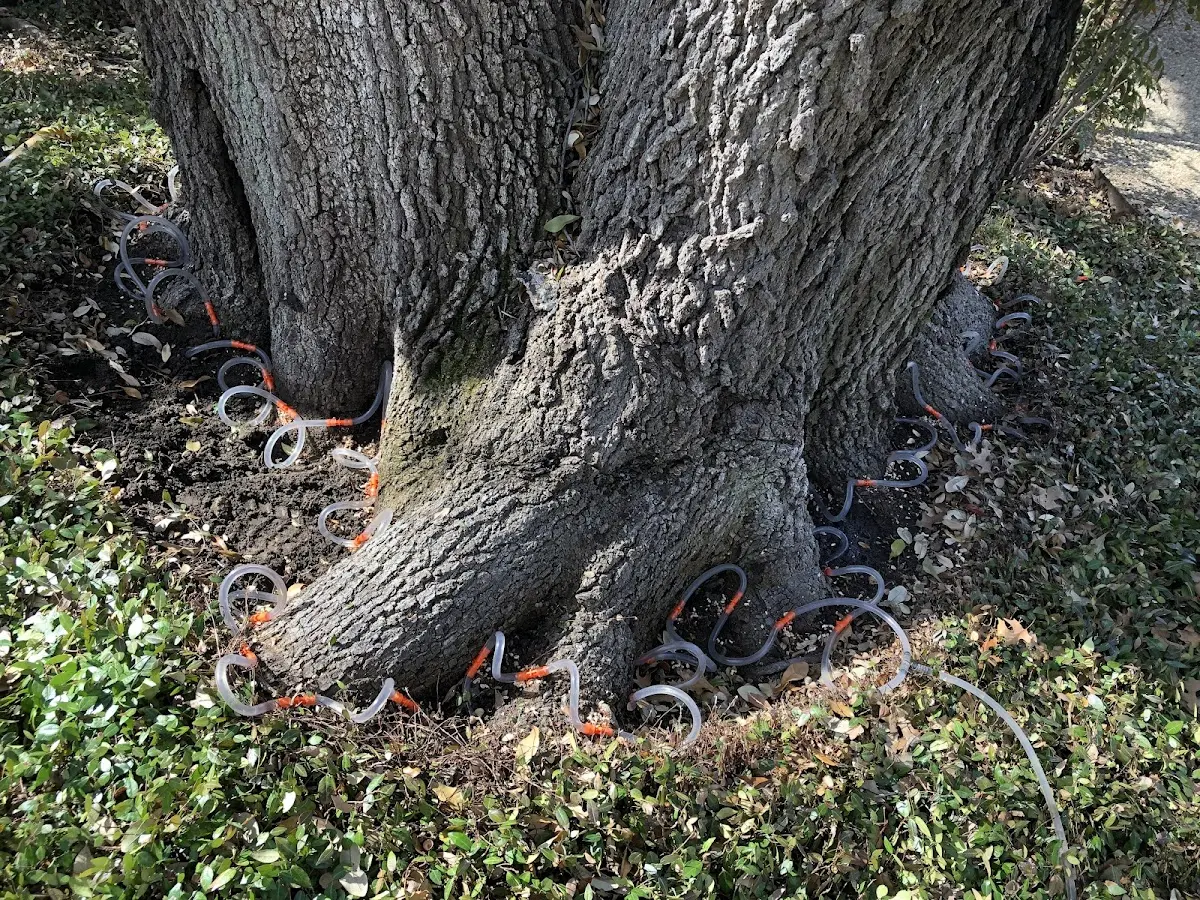 Detailed Tree Cabling and Bracing job site in Afton